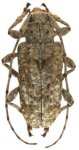 Ateralphus tumidus