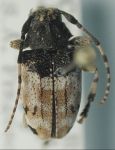  Eupromerella semigrisea