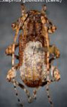  Exalphus gounellei