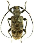  Myoxomorpha alvarengorum