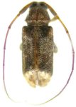  Nesozineus amazonicus