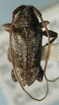  Nesozineus fraterculus