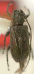  Nesozineus lineatus