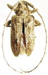  Nesozineus peruanus