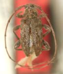  Nesozineus probolus