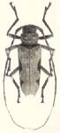  Oreodera hoffmanni