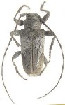  Oreodera sensibilis