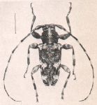  Oreodera sexplagiata