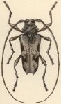  Oreodera verrucosa