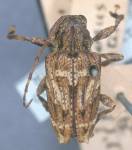  Psapharochrus carinicollis