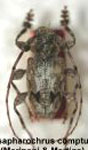  Psapharochrus comptus