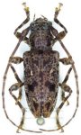  Psapharochrus pigmentatus