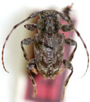  Psapharochrus quadrituberculatus