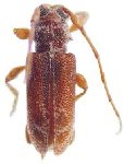  Punctozotroctes nordestinus