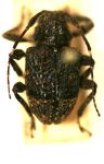  Scleronotus angulatus