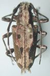  Steirastoma albiceps