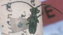  Amphicnaeia lineata