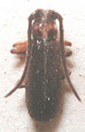  Asemolea purpuricollis