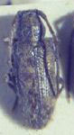  Asemolea setosa