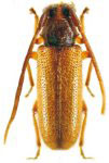  Callia pallida