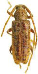  Drycothaea rotundicollis