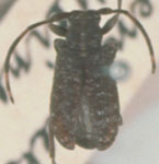  Euryestola antennalis