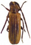  Mimolaia annulata