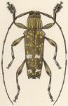  Colobothea bitincta