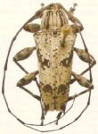  Colobothea caramaschii