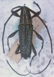  Colobothea crassa