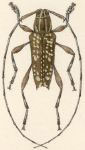  Colobothea dispersa