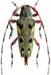  Colobothea dostalbergeri