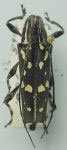  Colobothea emarginata