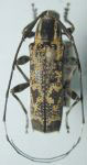  Colobothea geminata