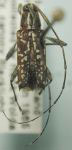  Colobothea pleuralis