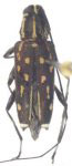  Sangaris luteonotata