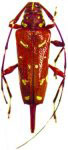  Sangaris spilota