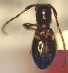  Cyrtinus beckeri