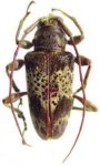  Cotycicuiara multicava