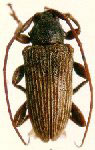  Cotycicuiara multifasciatus