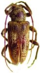  Cotycicuiara pertusa