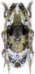 Desmiphora (Desmiphora) cirrosa Erichson, 1847: 147