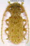  Desmiphora (Desmiphora) ferruginea