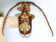 Desmiphora (Desmiphora) lenkoi (Lane, 1959: 219)