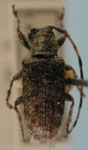 Estola densepunctata Breuning 1940