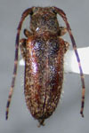  Estola vittulata