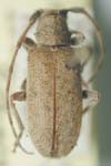  Estoloides (Estoloides) aquilonius