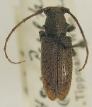  Estoloides (Estoloides) grossepunctata