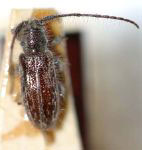  Eupogonius lineolatus