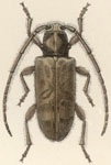  Eupogonius ursulus